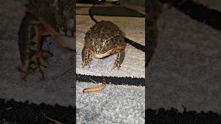Gut Loading A Pixie Frog With Superworms