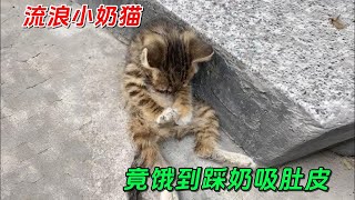 一只还未满月的流浪猫竟饿到踩奶吸肚皮幸好得到好心人救助