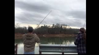 Norris lake smallmouth fishing