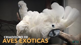 Visitando um novo criadouro de AVES EXÓTICAS | Red Rumped, Roselas e PAPAGAIO do Congo | #BIRDTV