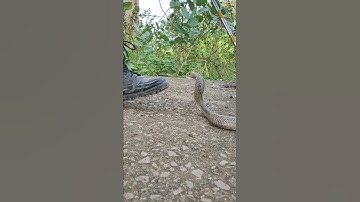 Cobra snake bite video #short #shorts #cobra #bite #sarpmitra #snake