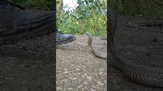 Cobra snake bite video #short #shorts #cobra #bite #sarpmitra #snake