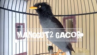 Download Lagu Jalak kebo manggut2 coba buat pancingan jalak manapun agar ikut ngoceh gacor manggut2 MP3 Download Lagu Jalak kebo manggut2 coba buat pancingan jalak manapun agar ikut ngoceh gacor manggut2 MP3
