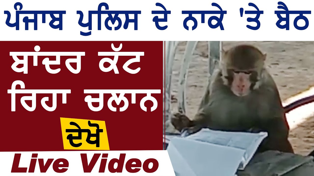 Jalandhar में Punjab Police के नाके पर बैठ बंदर काट रहा चालान, देखें Live Video