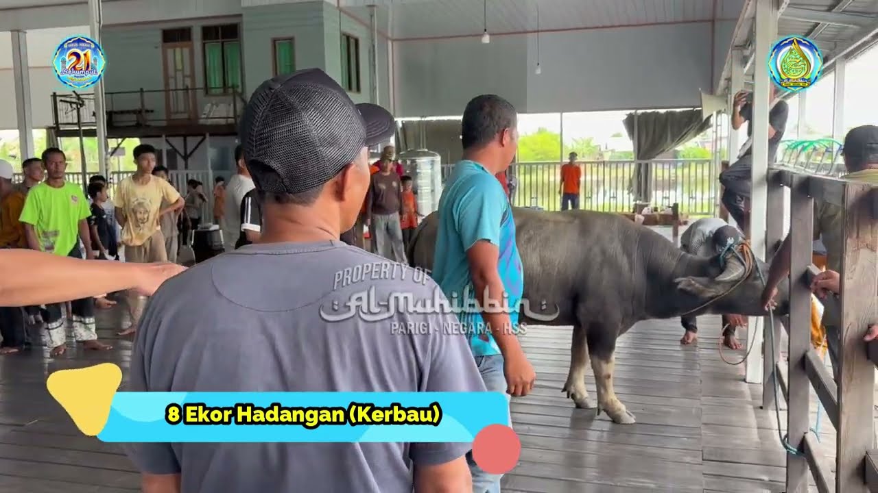 Proses Jemput Kerbau (Hadangan) di Danau Panggang - HSU (30/12/2025)