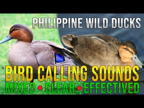 Video: Duck wigeon: paglalarawan ng ibon, mga katangian, larawan