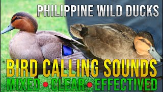 WHISTLING DUCK & PH MALLARD DUCK *ℂℝ/ℂℕ ℕ ℂ*