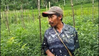 Cabe Full Pakai Pupuk Eco Farming 💯Tanpa Pupuk Kimia Hasilnya Luar Biasa Mantap WA 083114937312