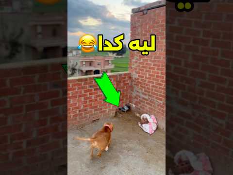 ليه كدا يا عضعض محمد الكويتي