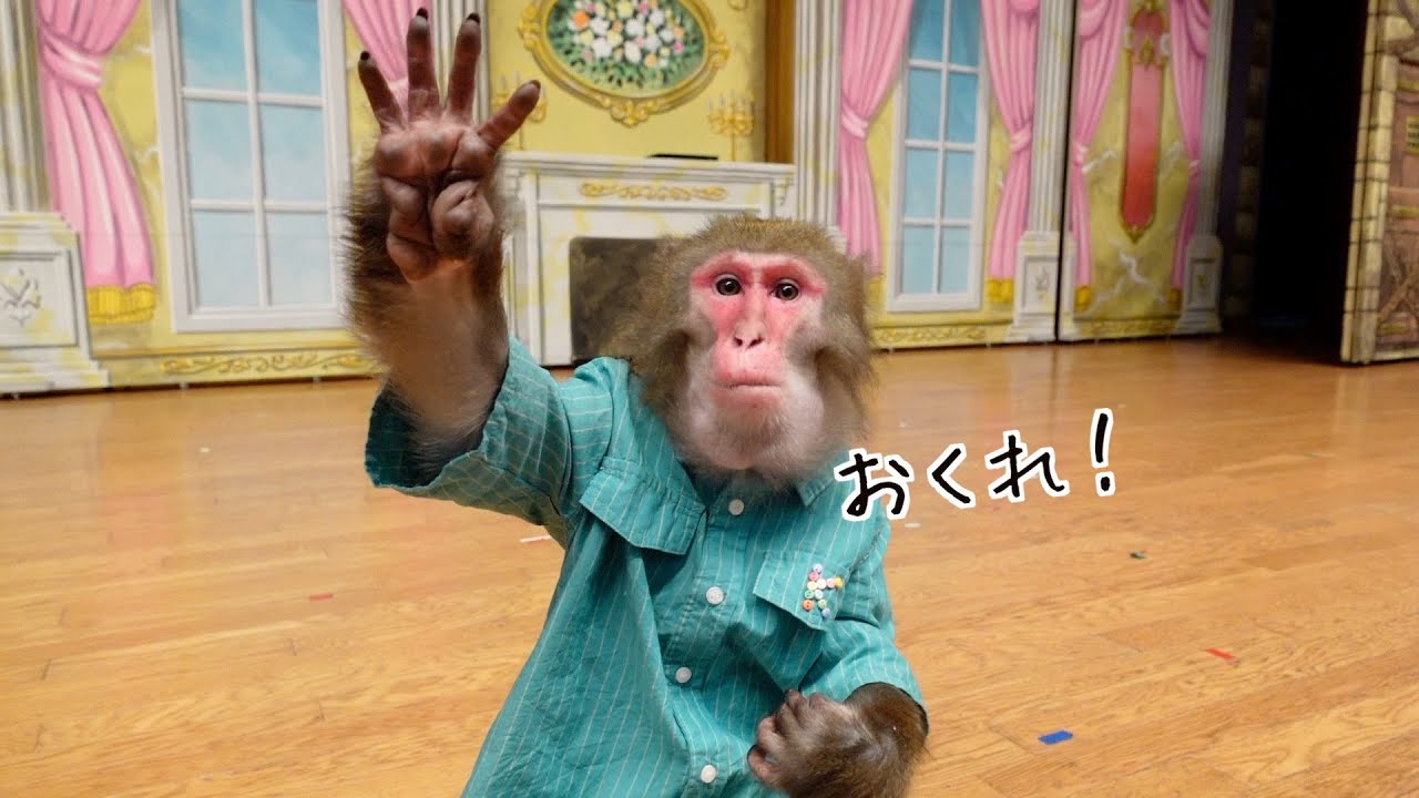 お猿さんの「おねだり」が可愛すぎて、ついたくさんあげてしまいます