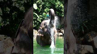 Elephant vs Parrot: The Water Shower Disaster #shorts #animals #trending #shortsfeed