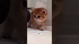 Cute cats text for you