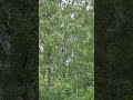 Summer Birds Singing