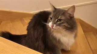 口をくちゃくちゃする猫 ノルウェージャンフォレストキャットchew noisily.Norwegian Forest Cat.