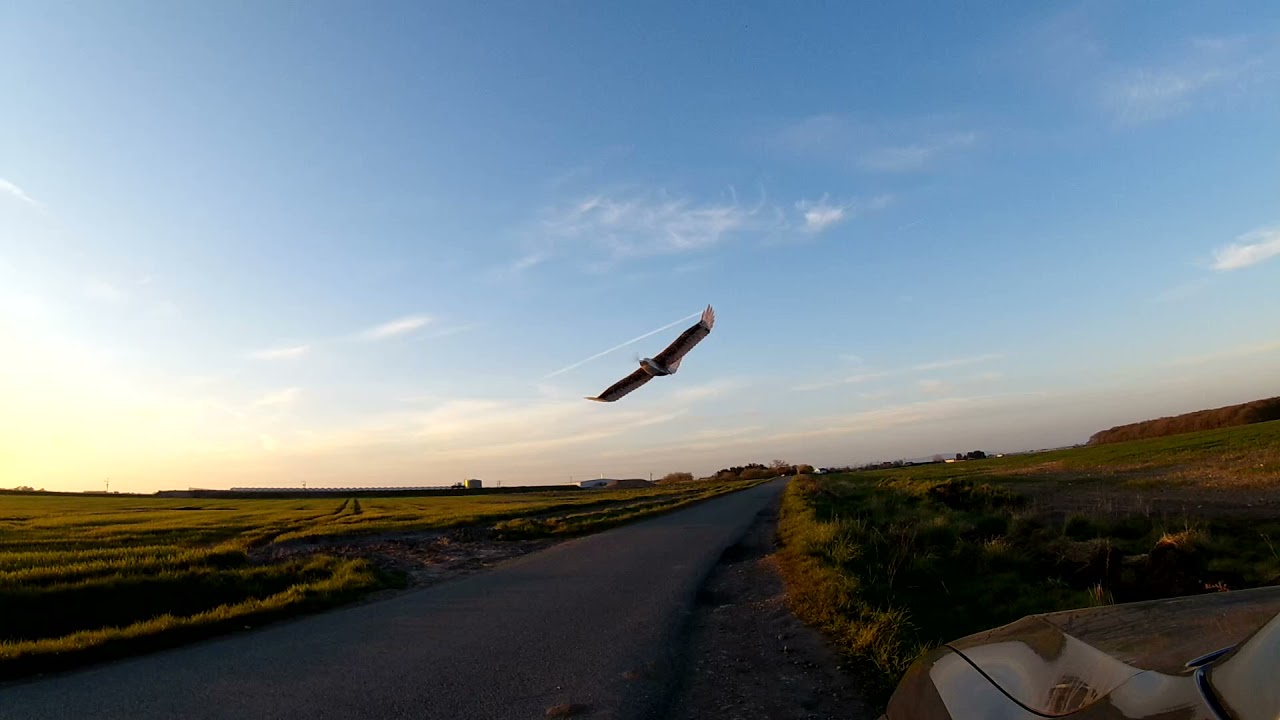 Dancing Wings Eagle V2 -Maiden day