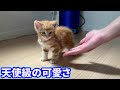 天使みたいに可愛い赤ちゃん子猫が今日も尊い