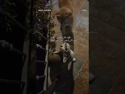 كل واحد يحكيلنا الشعور بتعليقاات شعرو النيل بعد الرضا