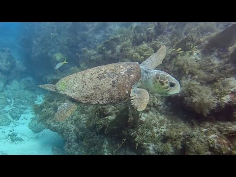 Diving in Florida