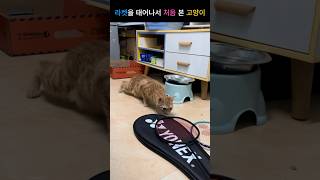 고양이의 호기심을 자극한 라켓 #고양이웃긴영상