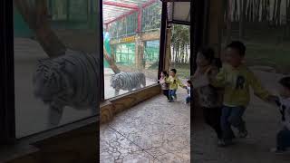 Girl Tumbles Running Next to a White Tiger in an Enclosure