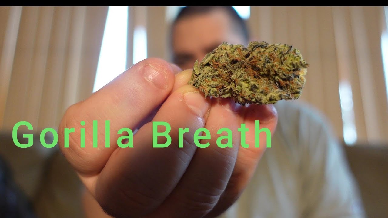 Gorilla Breath strain