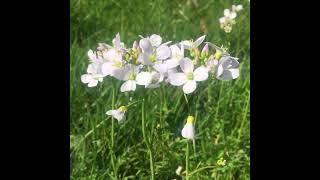 Mayflower - Hannah Arentsen