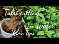 How to grow tulsi plant cutting in water at home  how to take care of tulsi plant tips holybasil