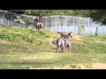 シマウマの闘い~草食の暴れん坊といわれる理由~