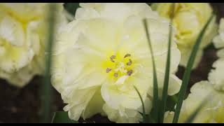 2022 Early Spring Flowers | Birmingham Botanical Gardens AL