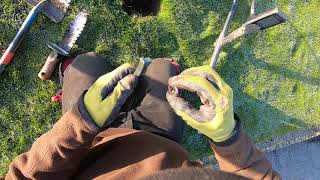 LIVE DIG GOLD RING ACTION!! Simplex+ spanks white gold ring in curb strip.