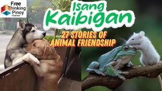 COMPILATION  27 Stories MAGKAIBIGANG HAYOP pero magkaiba ng uri | Unlikely Animal Friends