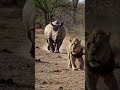 Lion on the Run! Rhino Charges Full Speed!