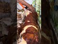 Lechon yummy happy fiesta r ecleo