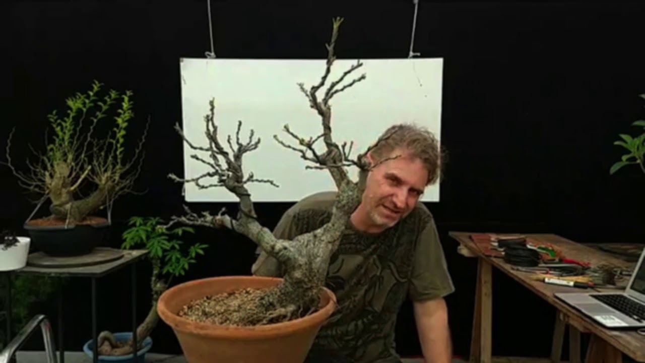 Curso de Bonsái online y GRATIS CLASE 03 YouTube