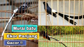 Murai Batu Ekor Panjang GACOR !!! | Kompilasi