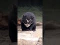 Andean Bear Cub | San Diego Zoo              #shorts