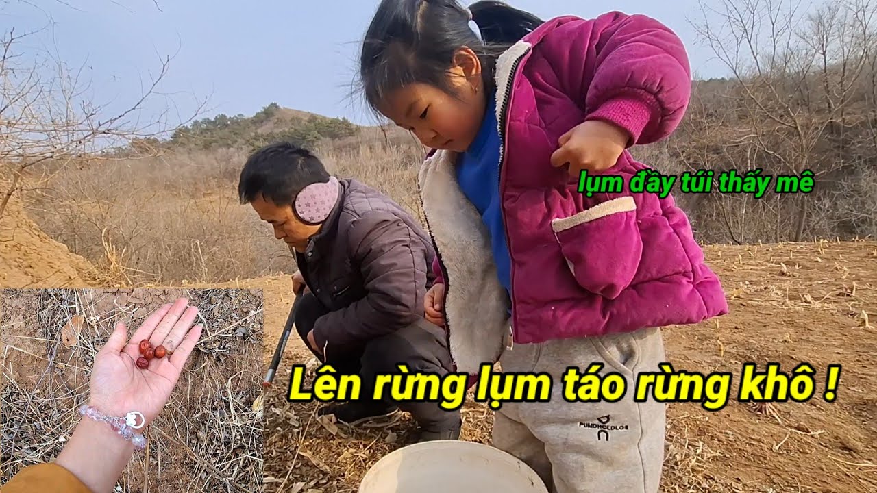 714.Cùng Con gái lên Rừng Lụm Táo Rừng Khô để Bán_Măng Xin Vừa Lụm Vừa Nói phát tài rồi.