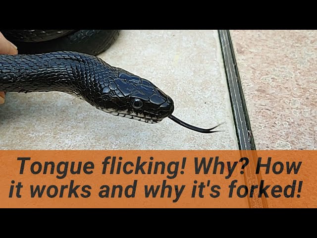 Do snakes have ears? - Can snakes taste, smell, and hear?