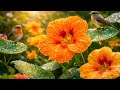 Beautiful Nasturtium Flowers After Rain Relaxing Garden Nature With Birds Chirping