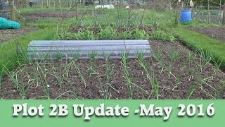 The Allotment Gardener - May 2016 - Plot 2B Update