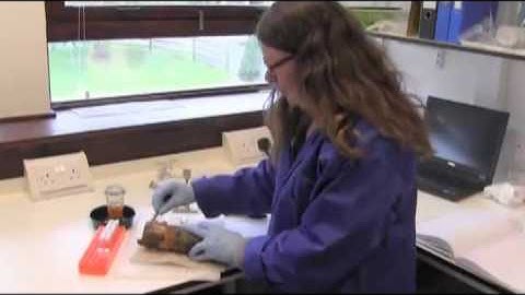 Laboratory diagnosis of Phytophthora ramorum in larch trees