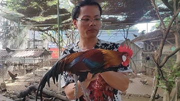 Chia sẻ Về Gà Rừng Cảnh Đẹp, Những Sai Lầm và  Cách Chăm Sóc Đúng