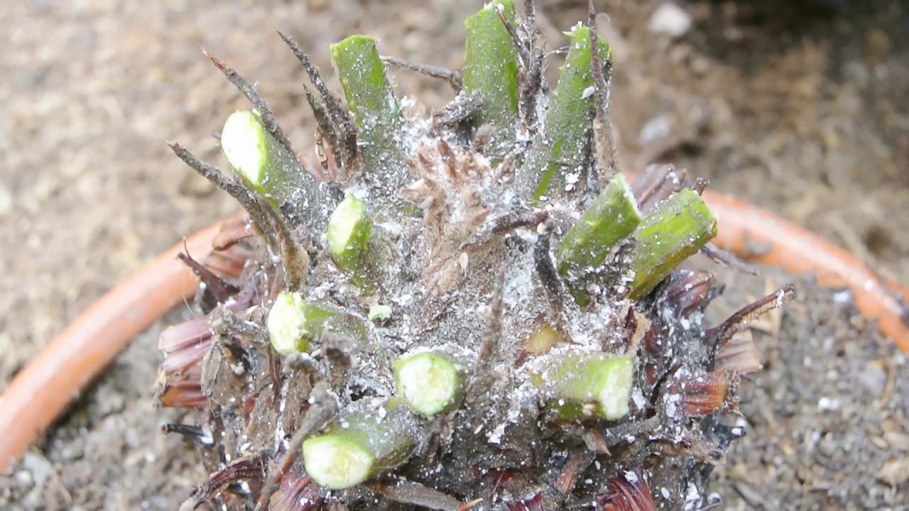Podar Cyca revoluta antes del fin de año
