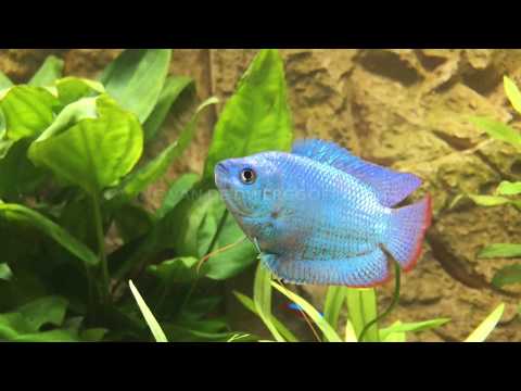 Video: Hoe Gourami Te Fokken?