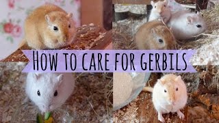 How To Care For a Pet Gerbil