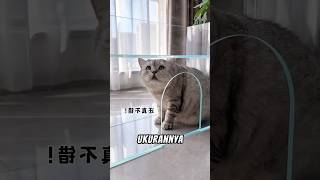 Aquarium Oreo Kekecilan, Jadi Nyangkut Deh