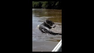 Dramatic Rescue Giant Snake vs Crocodile