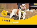 Molly the marvelous bulldog  dogs trust west london