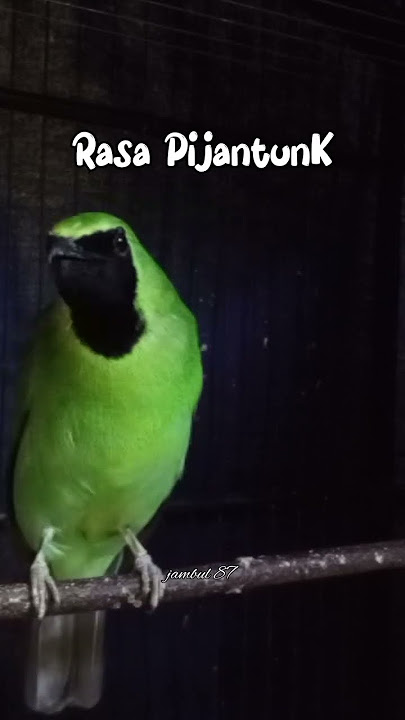 Cucak ijo Gacor Bongkar isian Pijantung Pisang#shorts