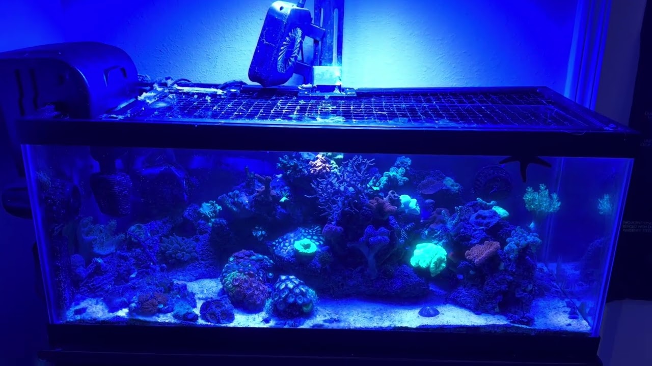 Highest Home Ocean Update Saltwater 20g Tank Aquarium Cool Fish Coral